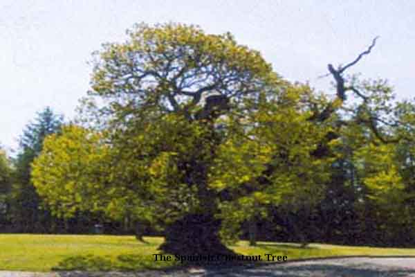 spanish-chestnut-tree